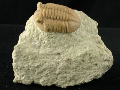 Изображение ордовикский трилобит Asaphus cf. punctatus (подтип с короткими глазами)