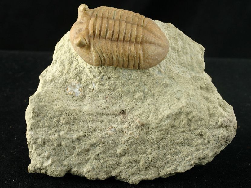 Изображение ордовикский трилобит Asaphus cf. punctatus (подтип с короткими глазами)