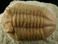 Изображение ордовикский трилобит Asaphus cf. punctatus (подтип с короткими глазами)