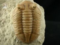 Изображение ордовикский трилобит Asaphus cf. punctatus (подтип с короткими глазами)