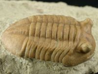 Изображение ордовикский трилобит Asaphus cf. punctatus (подтип с короткими глазами)