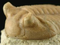 Изображение ордовикский трилобит Asaphus cf. punctatus (подтип с короткими глазами)