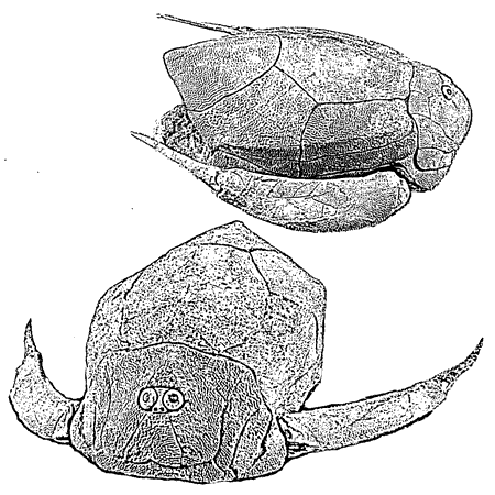 Изображение для категории Девонские рыбы